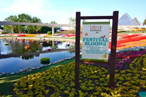 Festival Blooms
