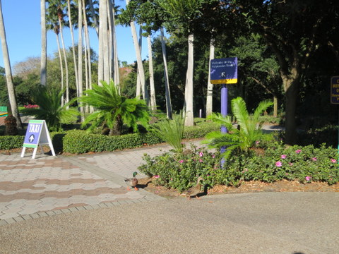 The path to the taxi stand is just to the left of the walkway to the Polynesian. 