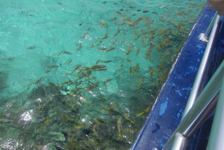 You are swarmed by fish during the feeding portion of the excursion. (View over the side of the boat.)
