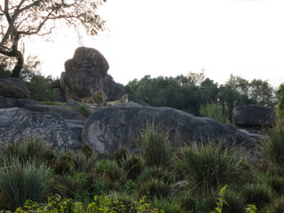 Morning EMH is a great time to ride the Kilimanjaro Safari at the Animal Kingdom. The critters are often quite active. 