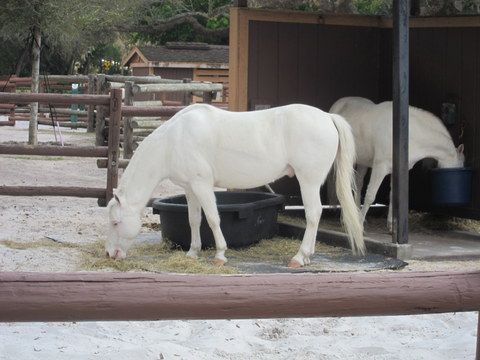 There's lots to do at Fort Wilderness, including a visit with Cinderella's ponies.