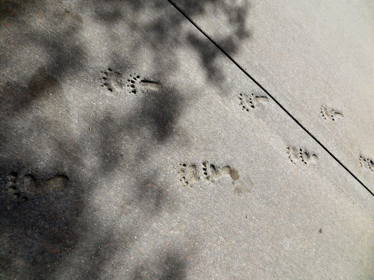 Follow the footsteps!