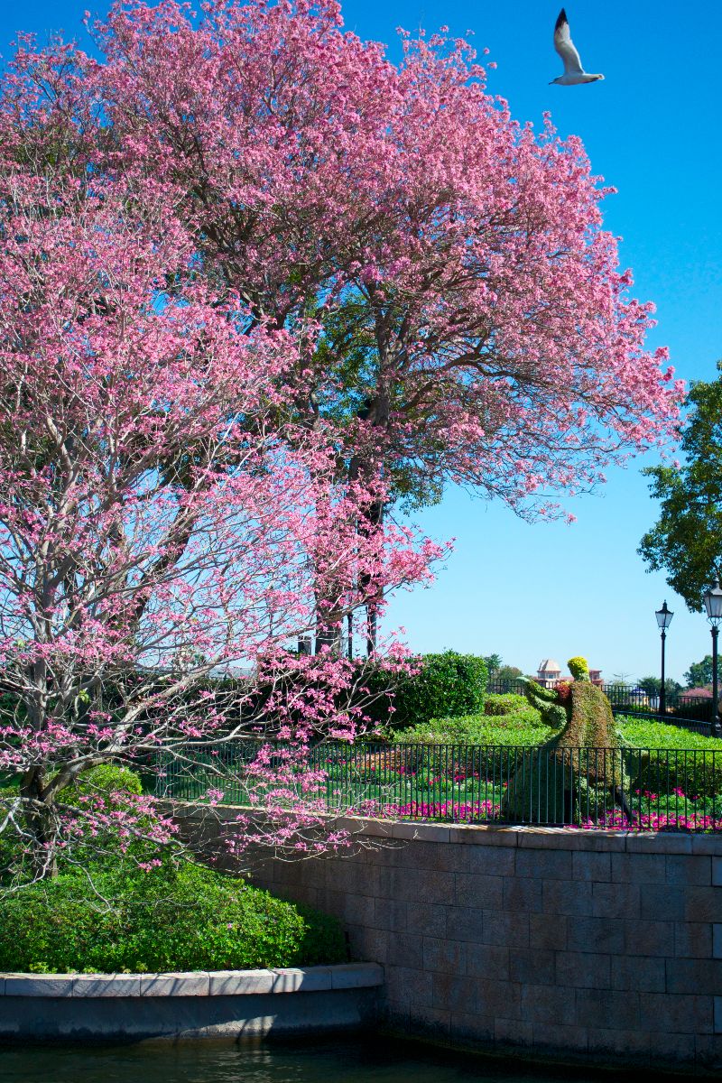 The Aurora and Phillip topiary dances under a gorgeous blooming tree near the France pavilion