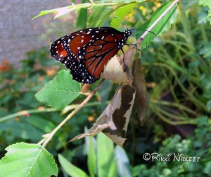 Tinker Bell's Butterfly House