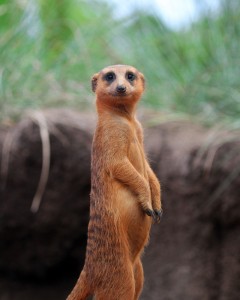 Vigilant meerkat on guard for any danger at the Brevard Zoo's Meerkat Hamlet.