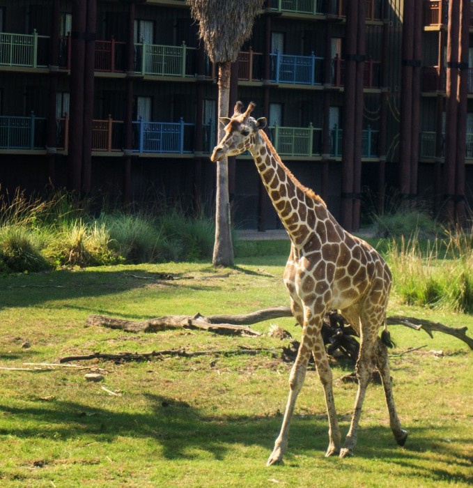 Giraffe strolling at the Animal Kingdom Lodge Savannah