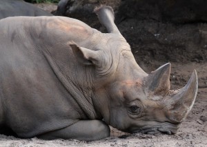 A white rhino resting at the Brevard Zoo.