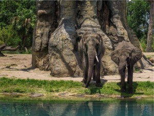 Elephants Relax by the Water