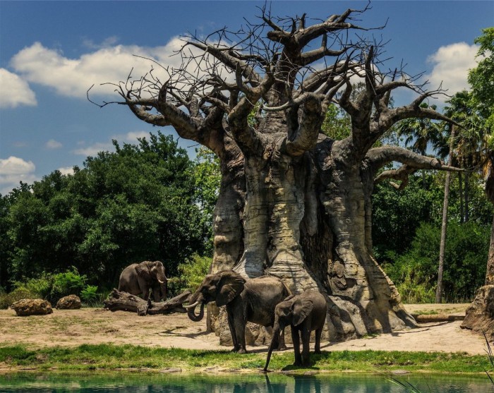 Elephants near a Baobab Tree