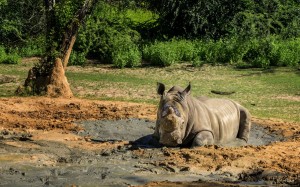 A Rhinoceros Cools Off