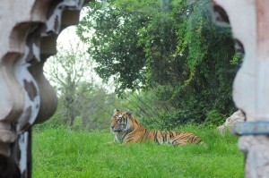 Maharajah Jungle Trek Asian Tiger