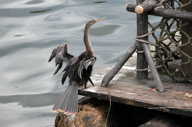 Anhinga drying its wings on a Tom Sawyer Island Raft in Frontierland. Photo: D. Fletcher
