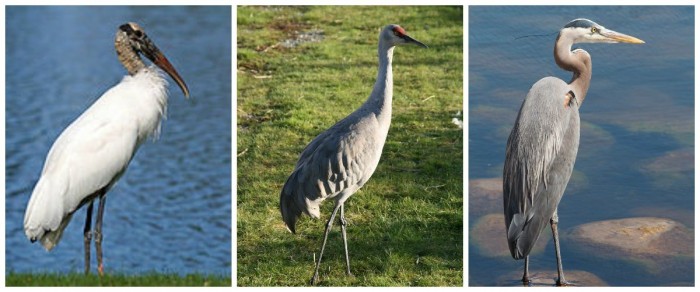 From Left: The Wood Stork, the Sandhill Crane, the Great Blue Heron. Photos: Wikimedia