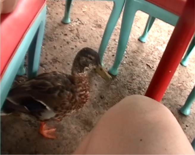 We love the food at Animal Kingdom, but ducks will invade your meal.