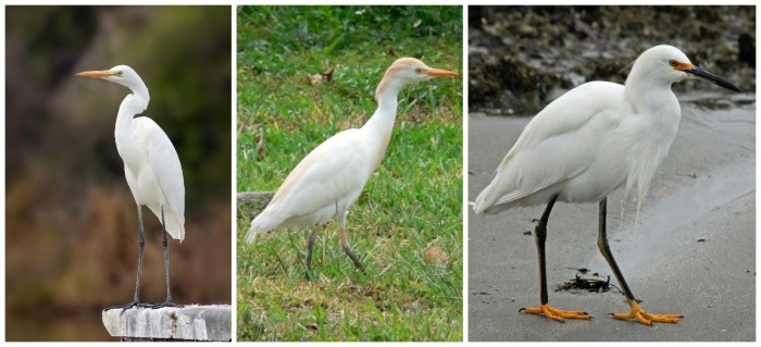 From Left: Great Egret, Cattle Egret, Snowy Egret. All call Walt Disney World home. Images: Wikimedia