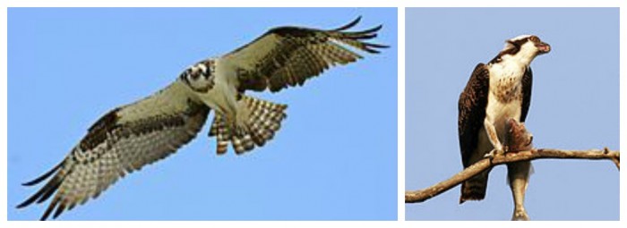 Left: The most common way you'll see an osprey, as they fly over. Right: an osprey with dinner in one talon. Photos: Wikipedia