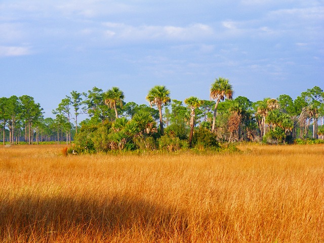 Florida floodplains with hardwood hammocks are common to the Northern Everglades region, such as at the Disney Wilderness Preserve..