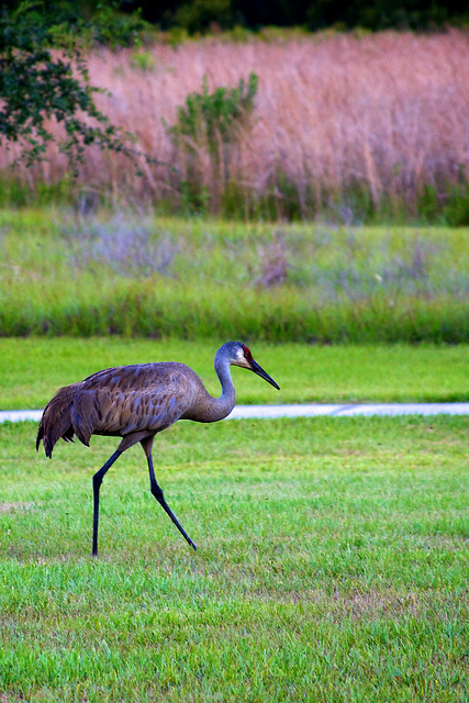 A Sandhill Crane at Disney Wilderness Preserve. These birds stand as tall as 5 feet. Photo: U.S. Fish & Wild