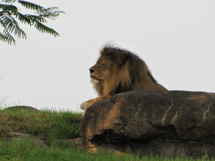 The mighty lion is one of the featured animals on Kilimanjaro Safaris.