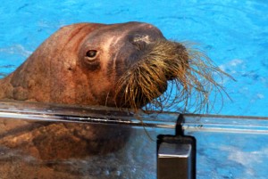 SeaWorld walrus from Sea Lion Stadium, similar to the ones on the Wild Arctic Tour. Photo by Thomas Cook