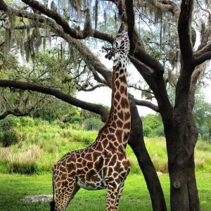 Giraffes have long tongues. It's disturbing.