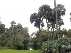 Palm Trees at Bok Tower - Natalie Reinert