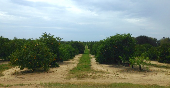 Orange groves surround Bok Tower Garden. You can also visit the Florida's Natural bottling plant in Lake Wales.