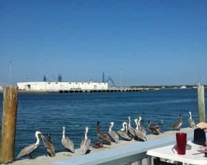 Pelicans stick by the fresh catch at Seafood Atlantic.
