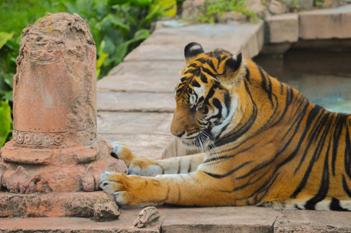 Maharajah Jungle Trek Tiger