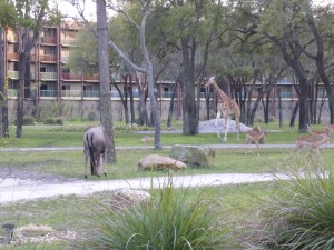 There's quite a view at the Animal Kingdom Lodge