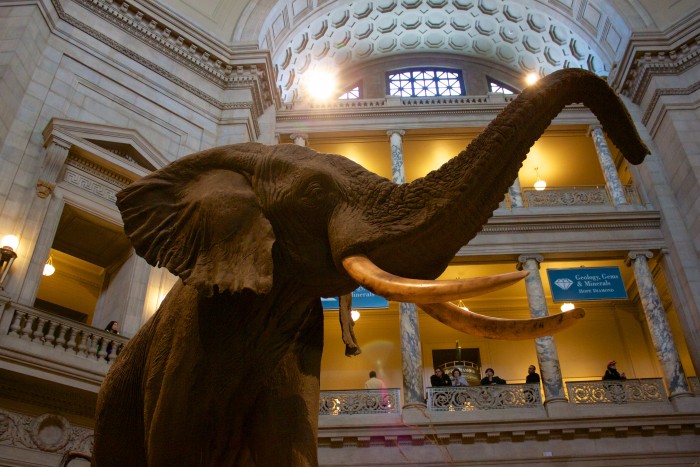 Henry, the (stuffed) elephant in the Museum of Natural History
