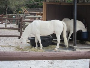 Get some love from Cinderella's ponies at Fort Wilderness. 