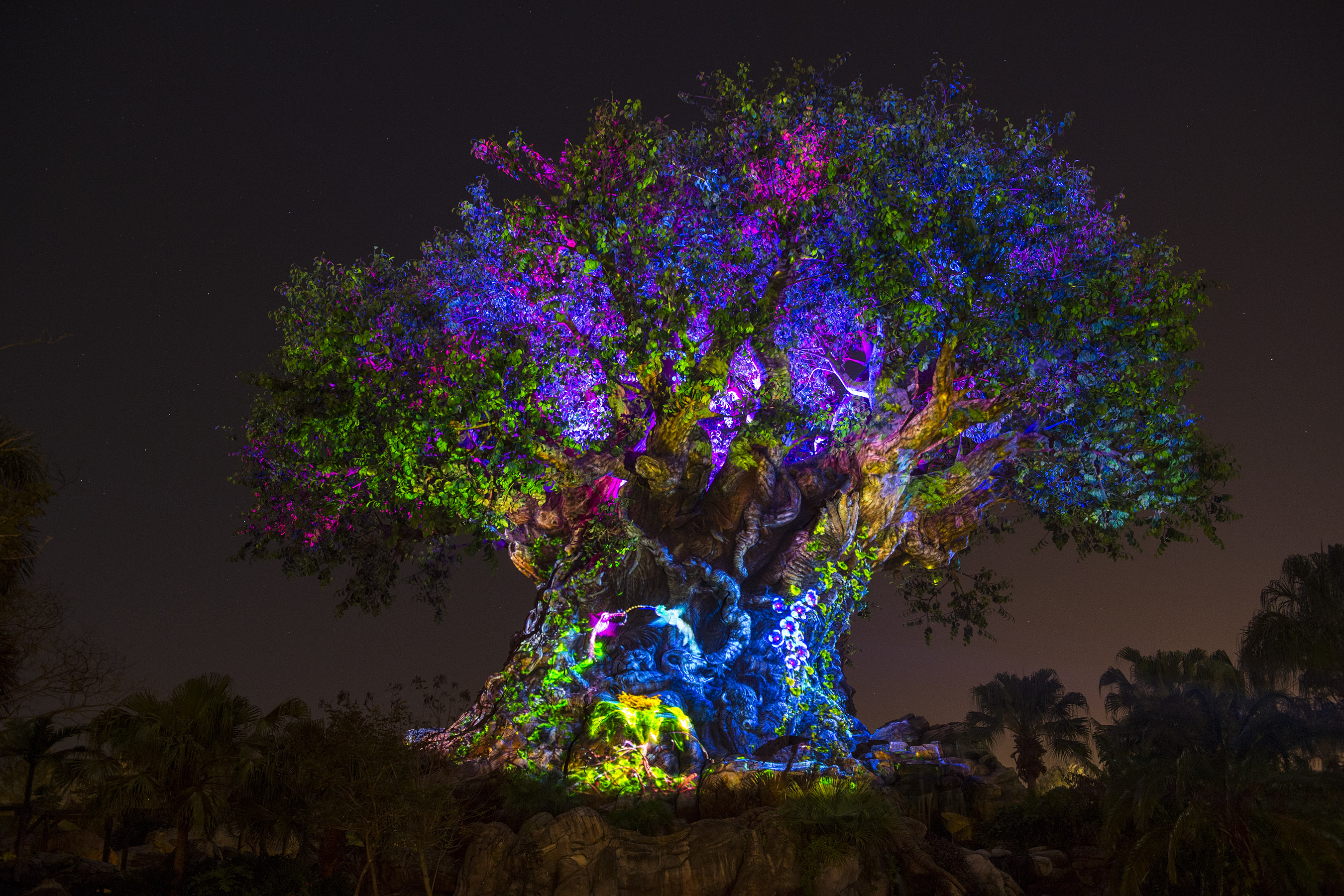 Animal Kingdom at Night: What You Need to Know  Blog