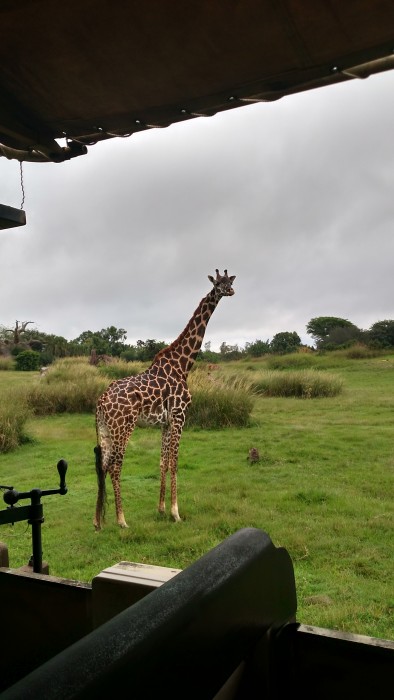 A giraffe watching us closely