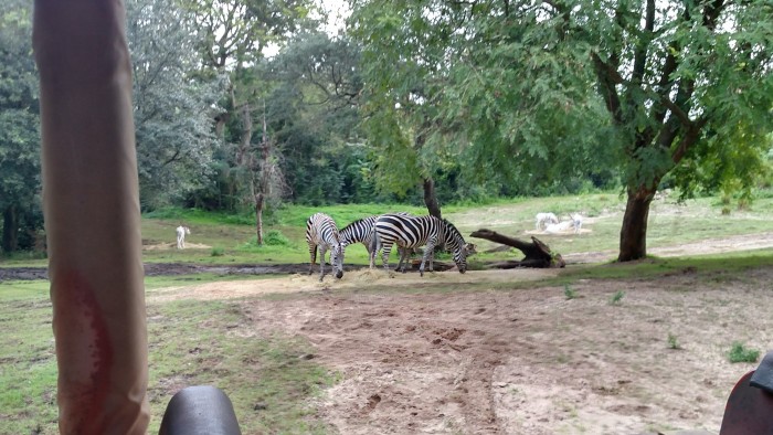 Zebras from Kilimanjaro Safaris