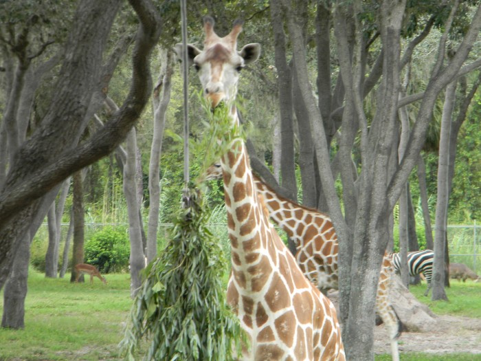 A giraffe feeds on "browse" strategically located to bring animals closer to resort guests.
