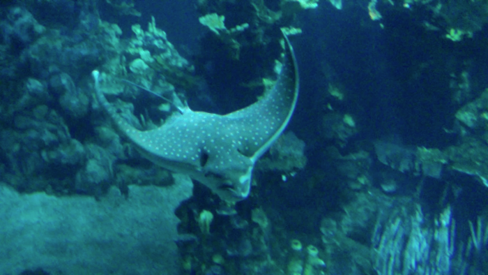 The graceful spotted eagle ray is mesmerizing to watch as it glides along.